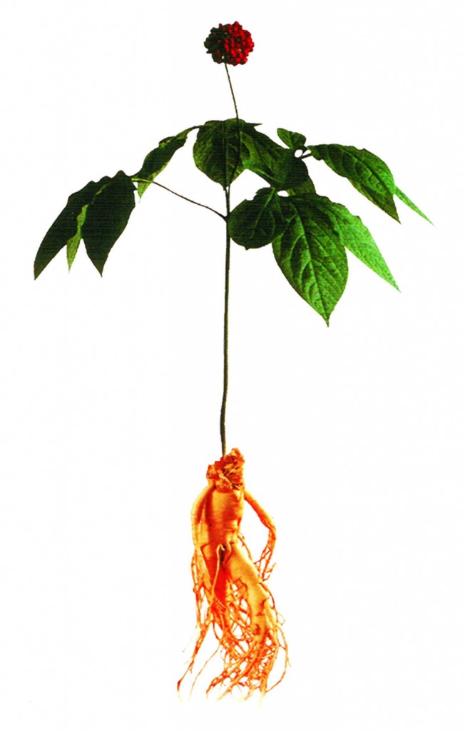 Ginseng Plant 2